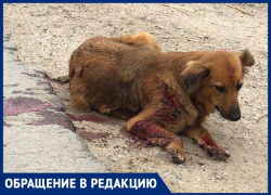 «Собака как решето»: волжанка спасает животное после обстрела в упор