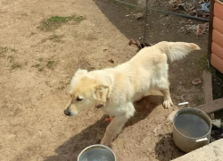 Беда на дачах «Цветущий сад» в Волжском: брошенная собака ищет дом