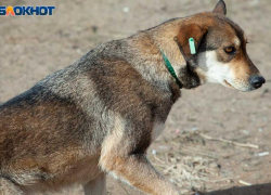 Почти 10 тысяч человек стали жертвами животных в этом году в Волжском и области