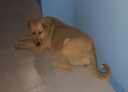 Собака на сносях потерялась в Волжском