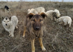 Волжский приют для собак подает сигнал SOS