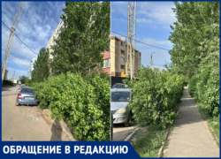 Жителей 38-го микрорайона Волжского атакуют кусты-гиганты, перекрывшие тротуар и парковку кусты