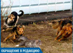 Спасения от бродячих собак нет, на людей набрасываются, - волжанка