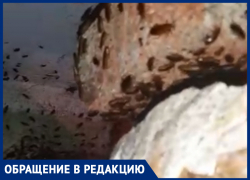 «Ноябрь месяц, а у нас мух рой и тучи тараканов»: волжанка жалуется на гниющий мусор