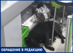 «В магазине продукты пропитались запахом собак, а сами они спят под кассой»,- Максим Демидов
