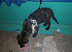 Щенка привязали и бросили в подъезде дома в Волжском