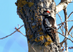 На острове Зелёный в объектив орнитолога-любителя попал пёстрый дятел