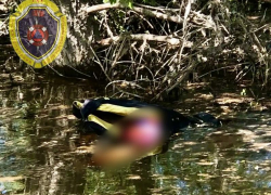 В Волжском водитель гидроцикла погиб после столкновения с препятствием
