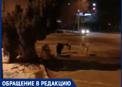 «Стая собак догнала меня около мэрии», - волжанка