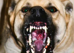 В Волгограде 6-летнего ребенка покусал бродячий пес