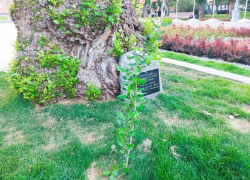 «Сталинградский тополь» запатентован: Волгоградская область получила новый эксклюзивный бренд