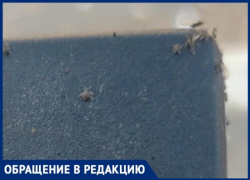 «Не исключено, что такие могут ползать по самой остановке»: Волжский кишит насекомыми