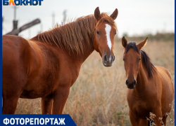 Золотая осень в Волжском: животные и природа попали на фото