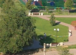 В Волжском собаки справляют нужду на газонах в парке: видео