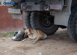 Собаки бросаются под колеса машин в Волжском: итоги опроса