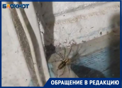 «Я заработала арахнофобию, увидев это чудовище», — волжанка о встрече с пауком