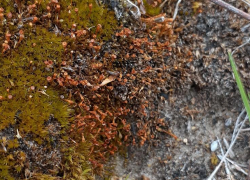 В Волгоградской области нашли уникальный мох, который способен выжить в космосе