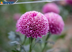 Солнце выглянет из-за туч в воскресенье: погода в Волжском