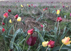Волжан предупреждают о рейдах в период цветения краснокнижных видов растений
