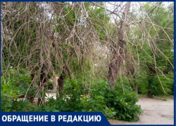 Волжанка обнаружила в городе непроходимые дебри