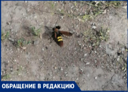 Пока шершень не ужалит, службы Волжского не почешутся