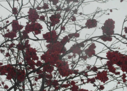 Красивые ягоды могут убить: в Волжском растет ядовитое растение 