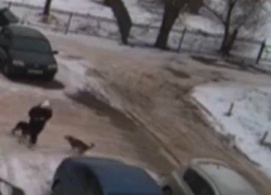 Свора собак едва не растерзала молодого парня в Волжском: видео