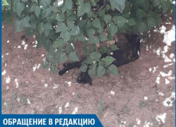 Хозяин пса оставил умирать разорванного котенка, - волжанка