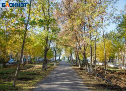 В Волжском начали планировать озеленение‑2026