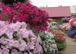 В ботаническом саду началось массовое цветение однолетних культур