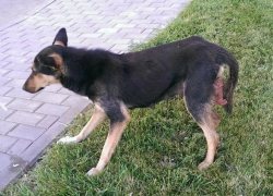 В Волгограде догхантер убил собаку под видом помощи защитникам животных