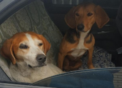 Брошенных в лесу собаку-инвалида и ее подружку спасали «всем миром»
