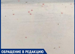"Микрорайон оккупировали красные клещи", - волжанка