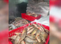 Волжан кормили рыбными деликатесами из нелегального цеха в промзоне