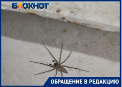 Что за тварь? Жуткого вида паук напугал жительницу Волжского