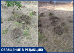 В Волжском «коммунальщики» уничтожили цветники у дома на Горького, 46