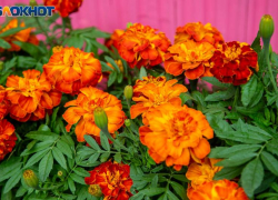 В Волжском планируется открытие Лимонария