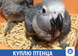 Волжанка мечтает о жако или какаду