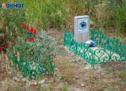 Куда обращаться в случае смерти домашнего питомца: как в Волжском законно проститься с котом или собакой 