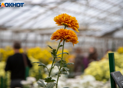 В Волжском модернизируют оранжерею в 2026 году