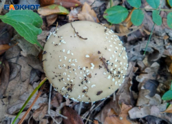 В Волгоградской области 30 человек отравились грибами 