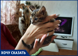 Истощенного котенка при смерти продали жительнице Волжского
