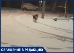 Собаки нападают на детей возле администрации Волжского