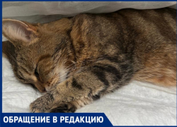 Кот из Средней Ахтубы оказался на грани смерти из-за ошибки ветеринара