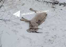 Беременная сайга найдена мертвой во дворе жилого дома в Волжском