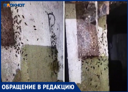 Вонь и тараканы: УК МПЖХ месяц не реагирует на течь трубы в подвале Волжского МКД