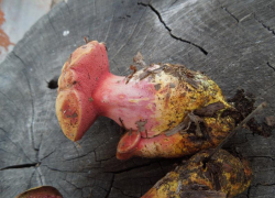 С сентября собирать грибы в Волгоградской области можно будет только по спецразрешению