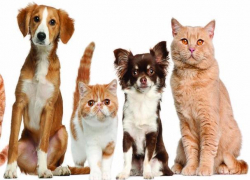 Волжская дума прокомментировала налог на домашних животных