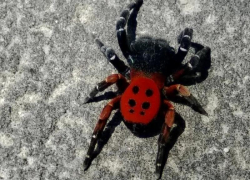Ядовитые пауки живут в Волжском: подробнее об особях