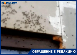 Сплошной стеной покрывают окна и дома: близ Волжского людей одолело нашествие насекомых